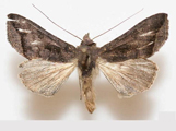 Agrapha phoceoides